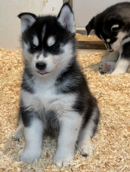 stupendi cuccioli di Siberian Husky disponibili per adozione | Foto 0