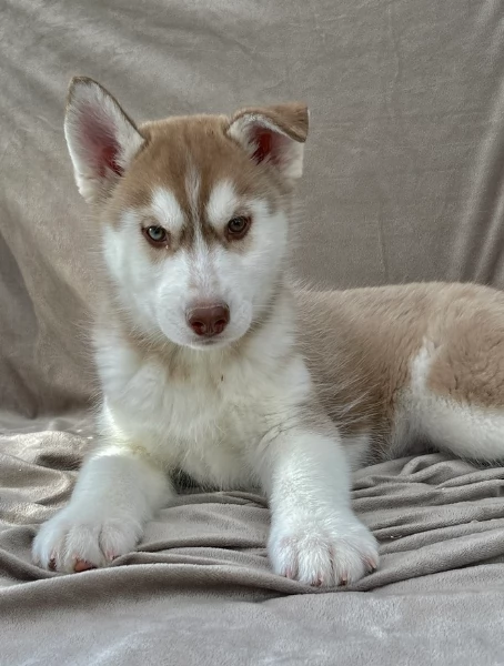 stupendi cuccioli di Siberian Husky disponibili per adozione