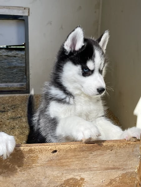 stupendi cuccioli di Siberian Husky disponibili per adozione | Foto 1