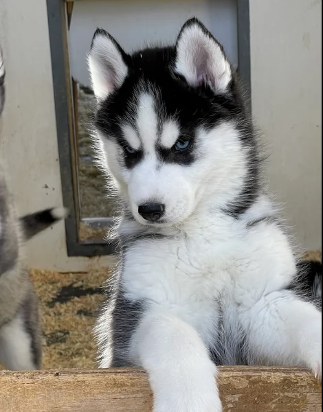 stupendi cuccioli di Siberian Husky disponibili per adozione | Foto 0