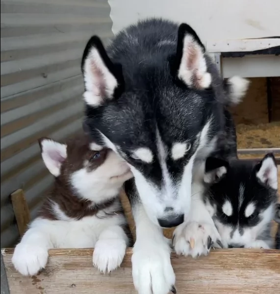stupendi cuccioli di Siberian Husky disponibili per adozione | Foto 1