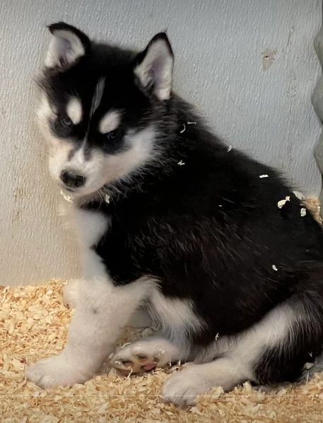 stupendi cuccioli di Siberian Husky disponibili per adozione | Foto 0