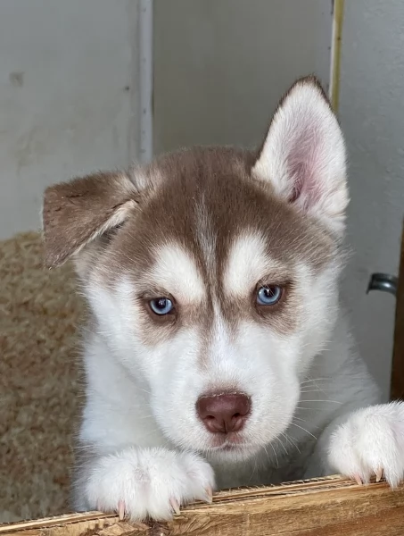 stupendi cuccioli di Siberian Husky disponibili per adozione