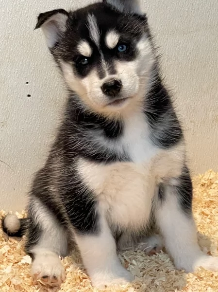 stupendi cuccioli di Siberian Husky disponibili per adozione | Foto 1
