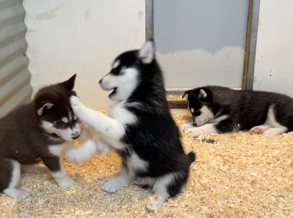 stupendi cuccioli di Siberian Husky disponibili per adozione