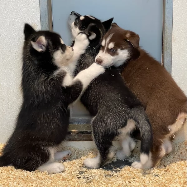 stupendi cuccioli di Siberian Husky disponibili per adozione | Foto 1