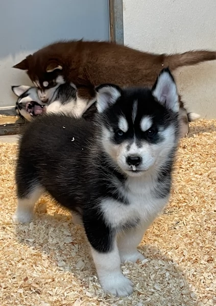 stupendi cuccioli di Siberian Husky disponibili per adozione | Foto 4