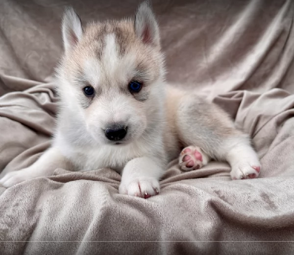 stupendi cuccioli di Siberian Husky disponibili per adozione | Foto 0