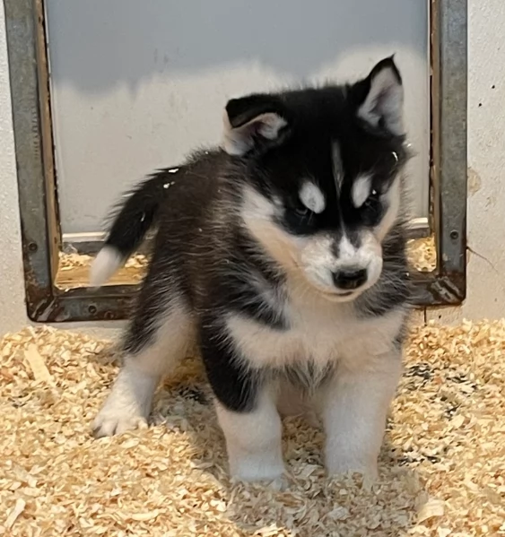 stupendi cuccioli di Siberian Husky disponibili per adozione | Foto 3