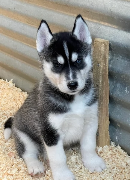 stupendi cuccioli di Siberian Husky disponibili per adozione | Foto 2