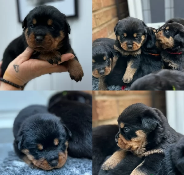 cuccioli di rottweiler di altissima qualit&agrave; (purosangue al 100%)  per adozione