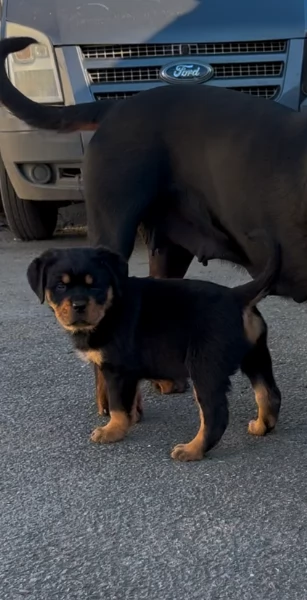 cuccioli di rottweiler di altissima qualitagrave purosangue al 100 per adozione