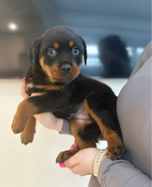 cuccioli di rottweiler di altissima qualitagrave purosangue al 100 per adozione | Foto 6