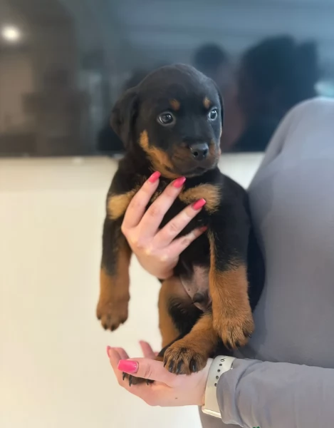 cuccioli di rottweiler di altissima qualitagrave purosangue al 100 per adozione | Foto 1