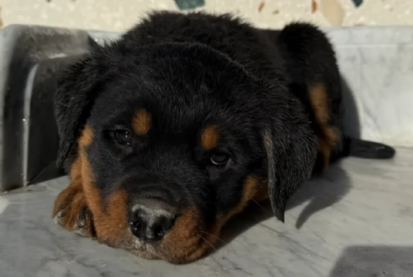 cuccioli di rottweiler di altissima qualitagrave purosangue al 100 per adozione | Foto 5