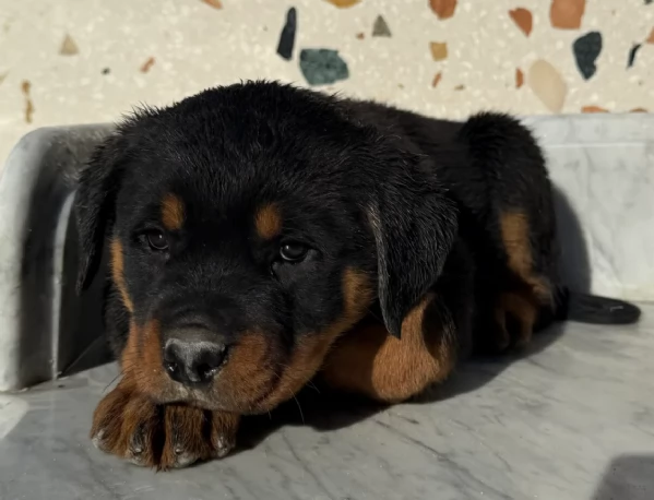cuccioli di rottweiler di altissima qualitagrave purosangue al 100 per adozione | Foto 3