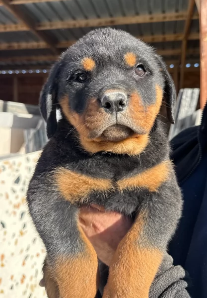 cuccioli di rottweiler di altissima qualitagrave purosangue al 100 per adozione | Foto 2
