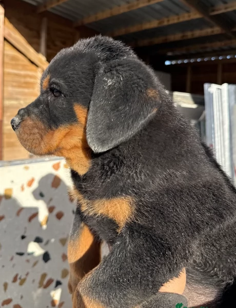 cuccioli di rottweiler di altissima qualitagrave purosangue al 100 per adozione | Foto 1