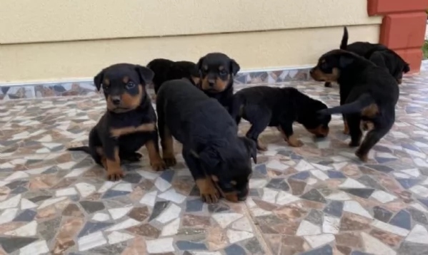 cuccioli di rottweiler di altissima qualitagrave purosangue al 100 per adozione | Foto 1
