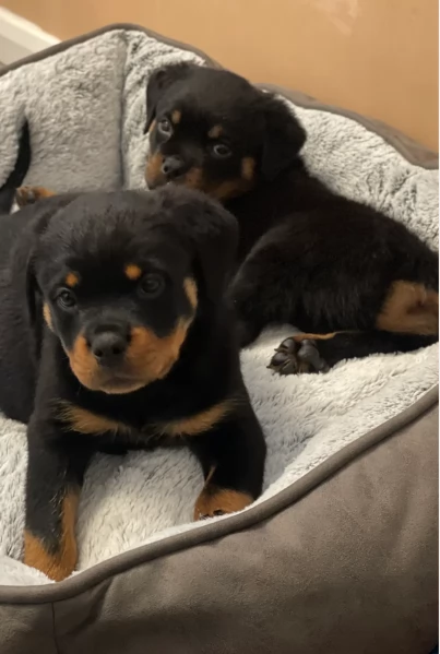 cuccioli di rottweiler di altissima qualitagrave purosangue al 100 per adozione | Foto 2