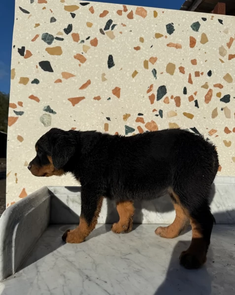 cuccioli di rottweiler di altissima qualitagrave purosangue al 100 per adozione | Foto 4