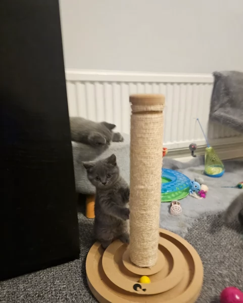 Adorabili gatti British Shorthair in adozione! | Foto 0