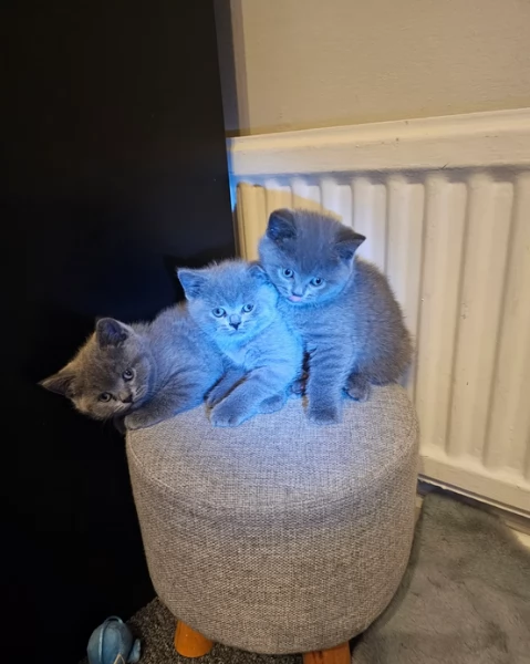 Adorabili gatti British Shorthair in adozione