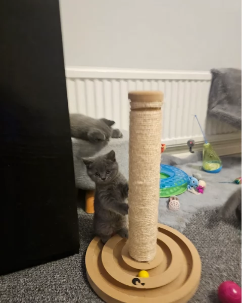 Adorabili gatti British Shorthair in adozione