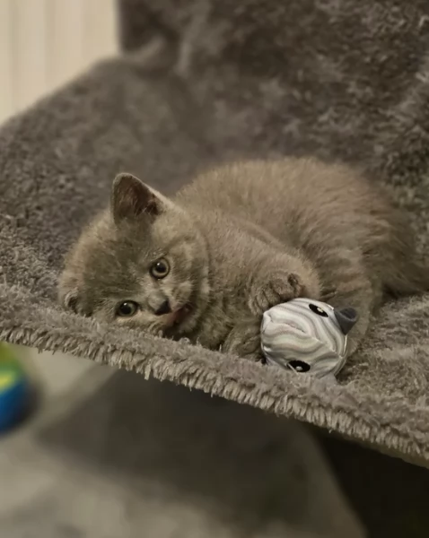 Adorabili gatti British Shorthair in adozione