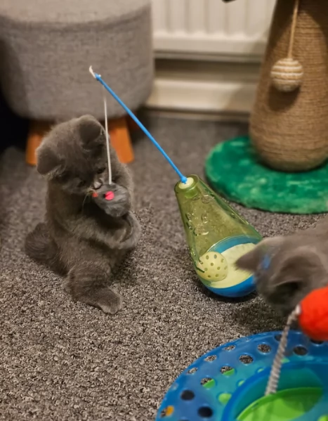 Adorabili gatti British Shorthair in adozione | Foto 0