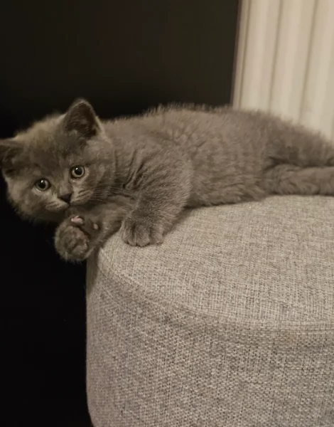 Adorabili gatti British Shorthair in adozione