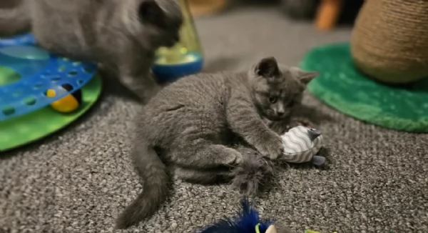 Adorabili gatti British Shorthair in adozione | Foto 0