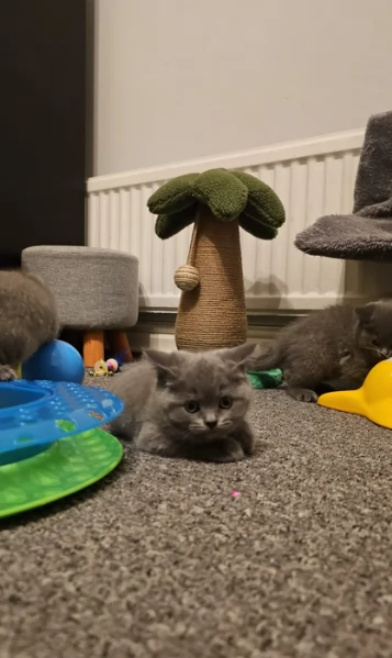 Adorabili gatti British Shorthair in adozione | Foto 0