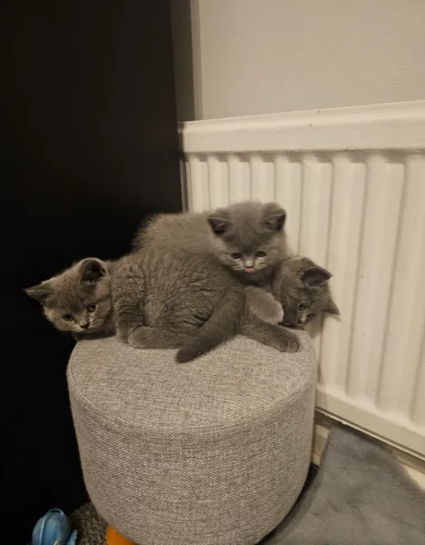 Adorabili gatti British Shorthair in adozione | Foto 1