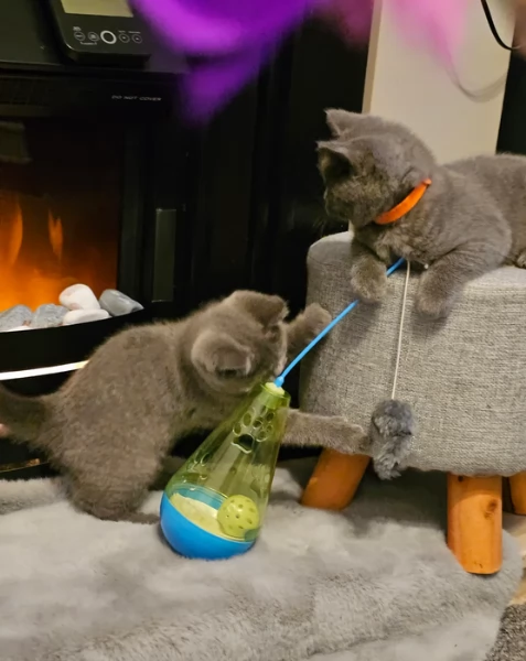 Adorabili gatti British Shorthair in adozione | Foto 1