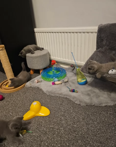 Adorabili gatti British Shorthair in adozione | Foto 4