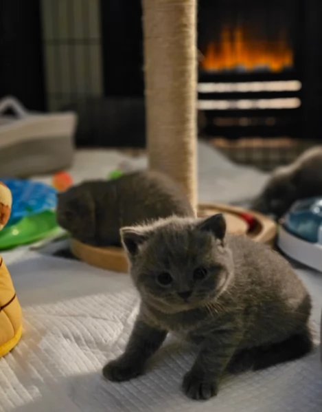 Adorabili gatti British Shorthair in adozione