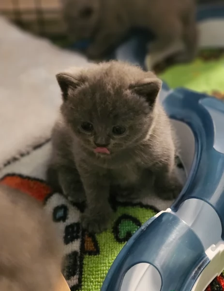 Adorabili gatti British Shorthair in adozione | Foto 3