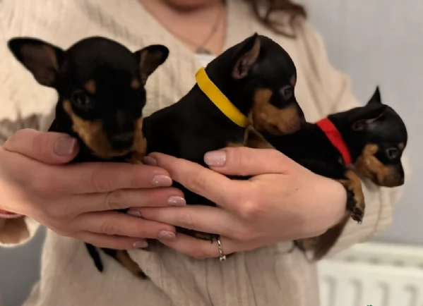Bellissimi  Cuccioli di Pinscher in adozione!