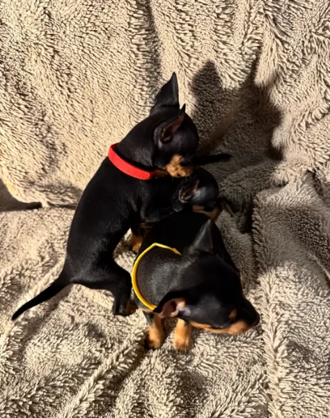Bellissimi Cuccioli di Pinscher in adozione