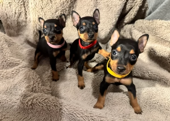 Bellissimi Cuccioli di Pinscher in adozione