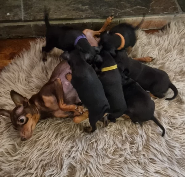 Bellissimi Cuccioli di Pinscher in adozione | Foto 3