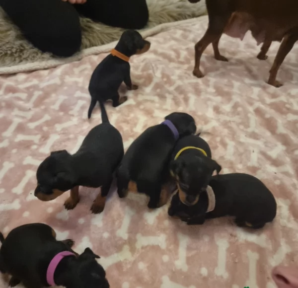 Bellissimi Cuccioli di Pinscher in adozione