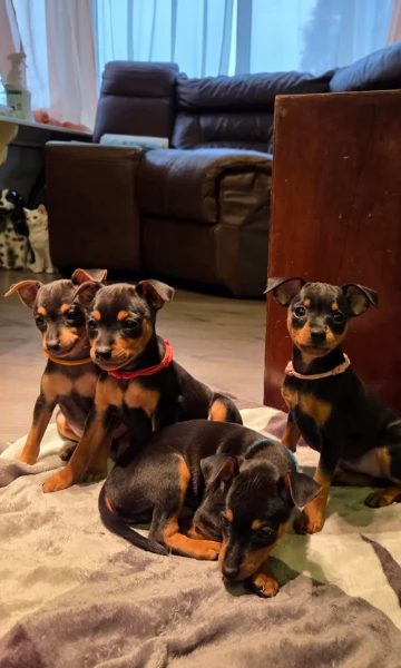 Bellissimi Cuccioli di Pinscher in adozione | Foto 0