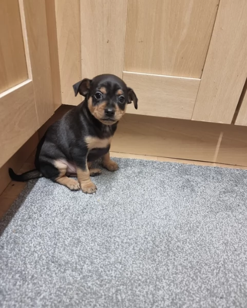 Bellissimi Cuccioli di Pinscher in adozione | Foto 1