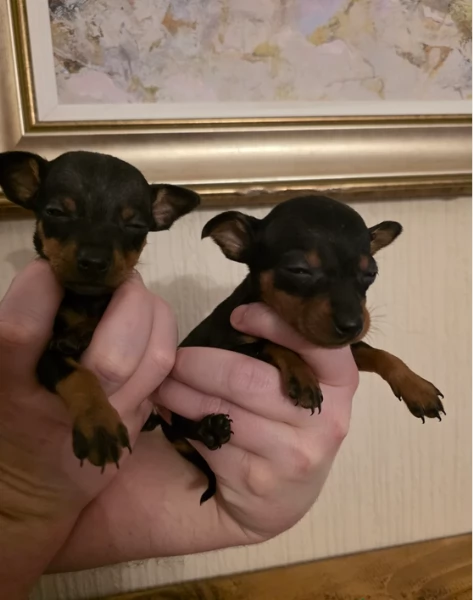 Bellissimi Cuccioli di Pinscher in adozione | Foto 4