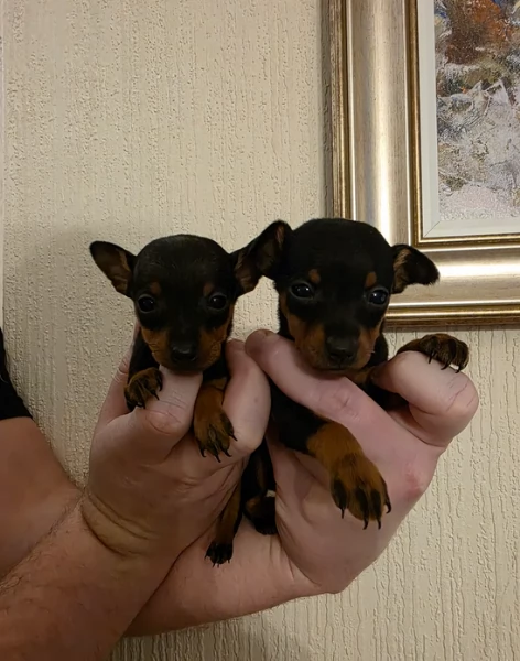 Bellissimi Cuccioli di Pinscher in adozione | Foto 2