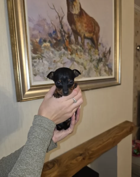 Bellissimi Cuccioli di Pinscher in adozione | Foto 1