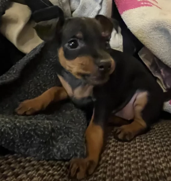 Bellissimi Cuccioli di Pinscher in adozione | Foto 4