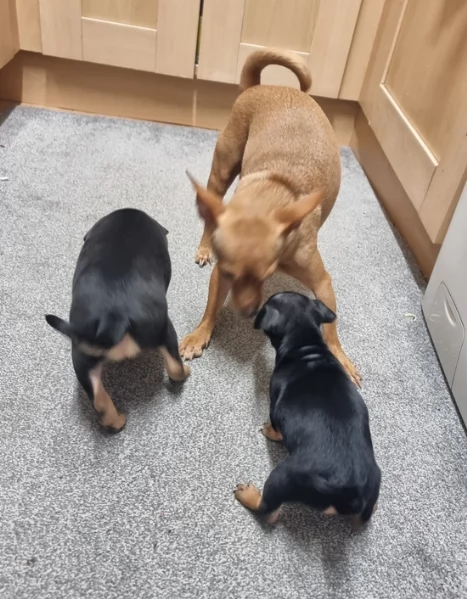 Bellissimi Cuccioli di Pinscher in adozione